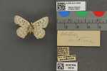 Specimen thumbnail