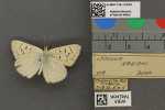 Specimen thumbnail