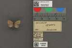 Specimen thumbnail