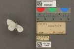 Specimen thumbnail