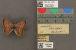 Specimen thumbnail
