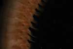 Record thumbnail