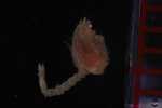 Specimen thumbnail