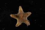 Specimen thumbnail