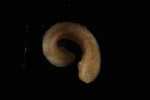 Specimen thumbnail
