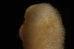Specimen thumbnail