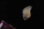 Record thumbnail