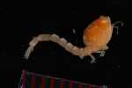 Specimen thumbnail