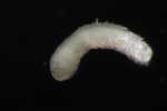 Specimen thumbnail