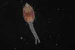 Specimen thumbnail