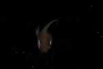 Record thumbnail