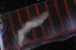 Record thumbnail