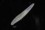 Record thumbnail