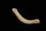 Specimen thumbnail