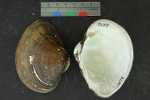 Specimen thumbnail