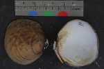 Record thumbnail