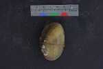 Specimen thumbnail