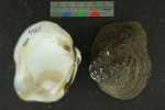 Specimen thumbnail