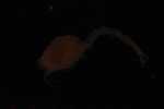 Record thumbnail