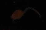 Record thumbnail