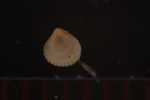 Record thumbnail