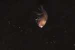 Record thumbnail