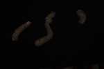 Record thumbnail