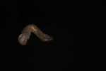 Record thumbnail