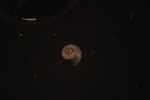 Record thumbnail