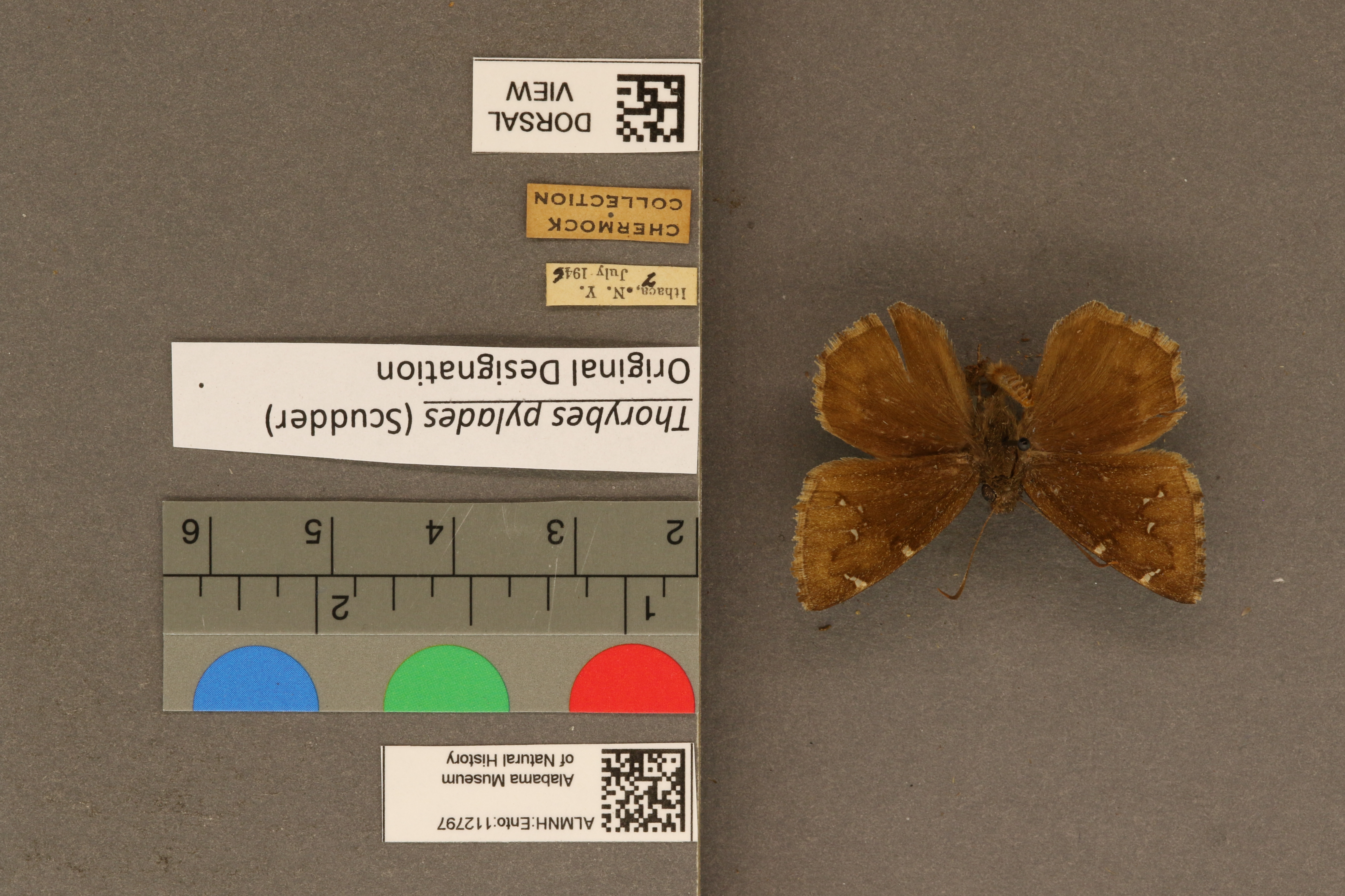 Specimen media