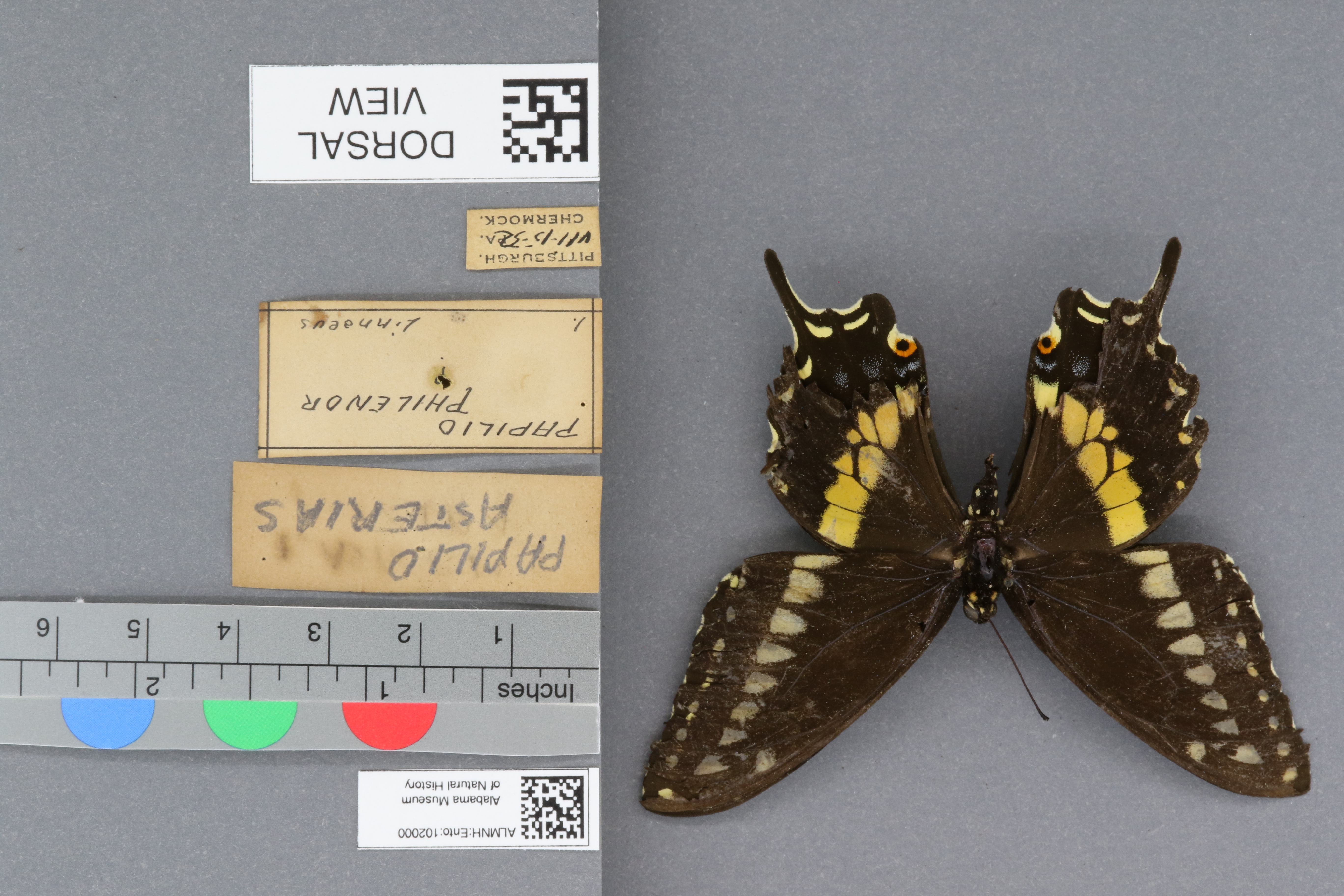 Papilio asterias