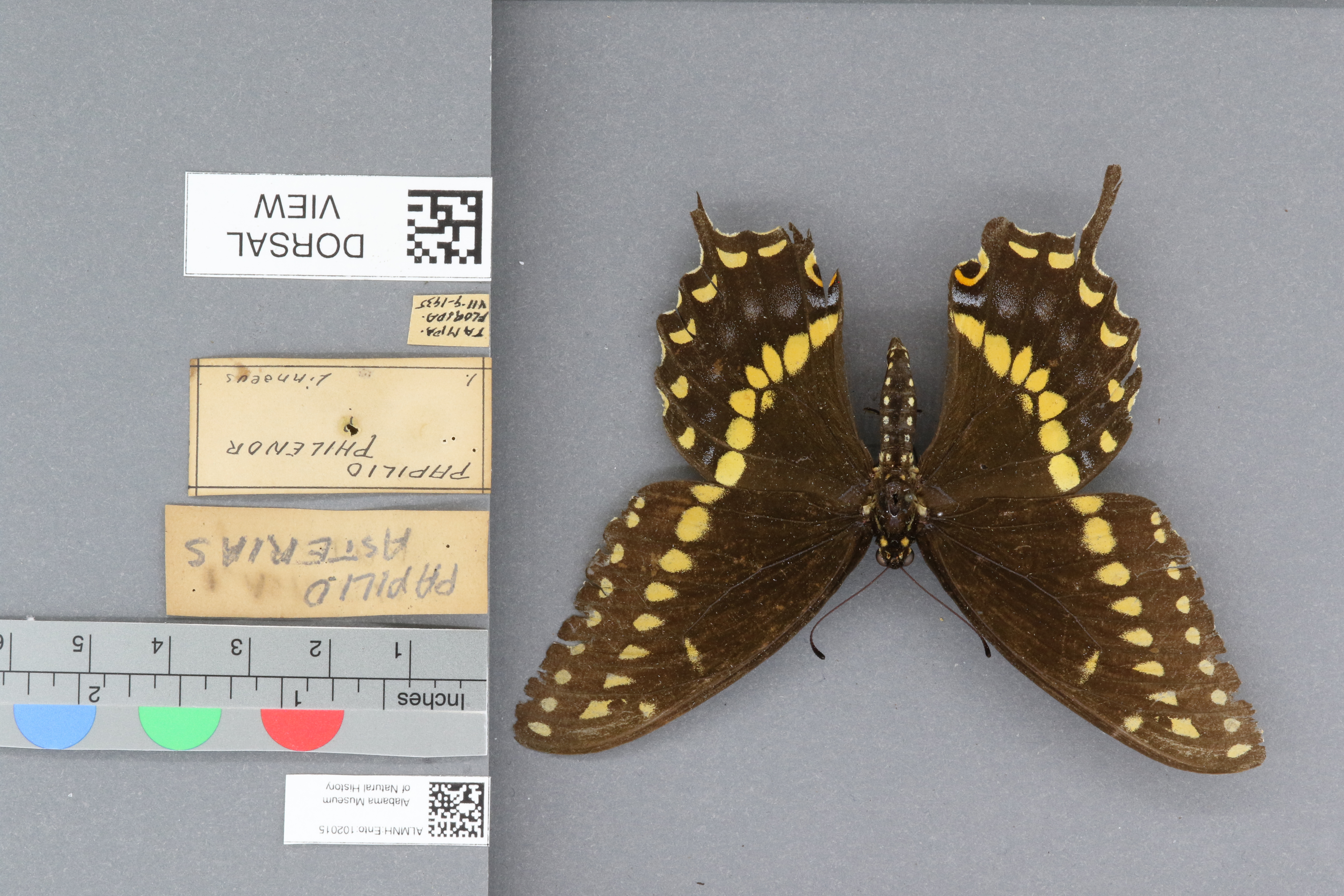 Papilio asterias