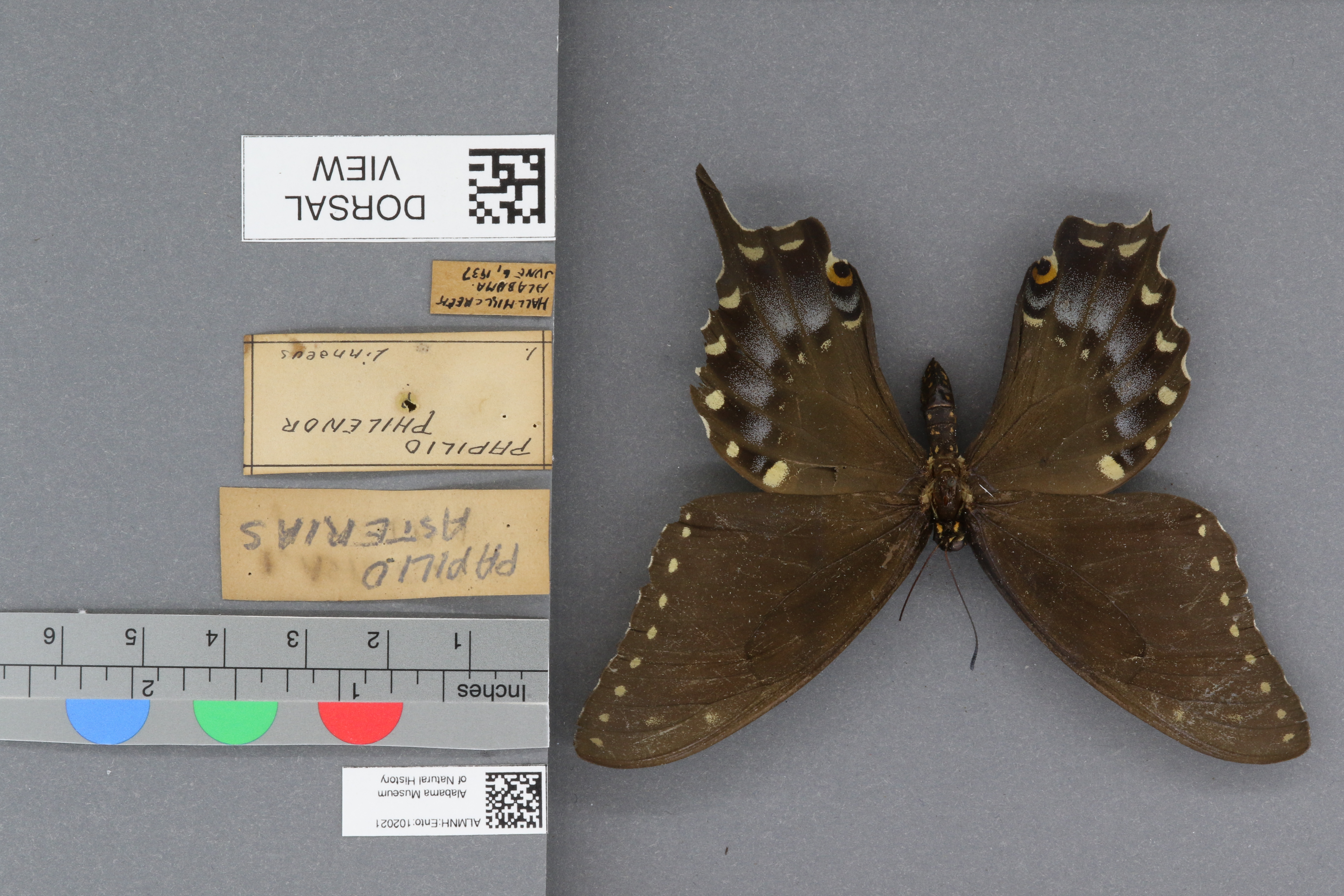 Papilio asterias