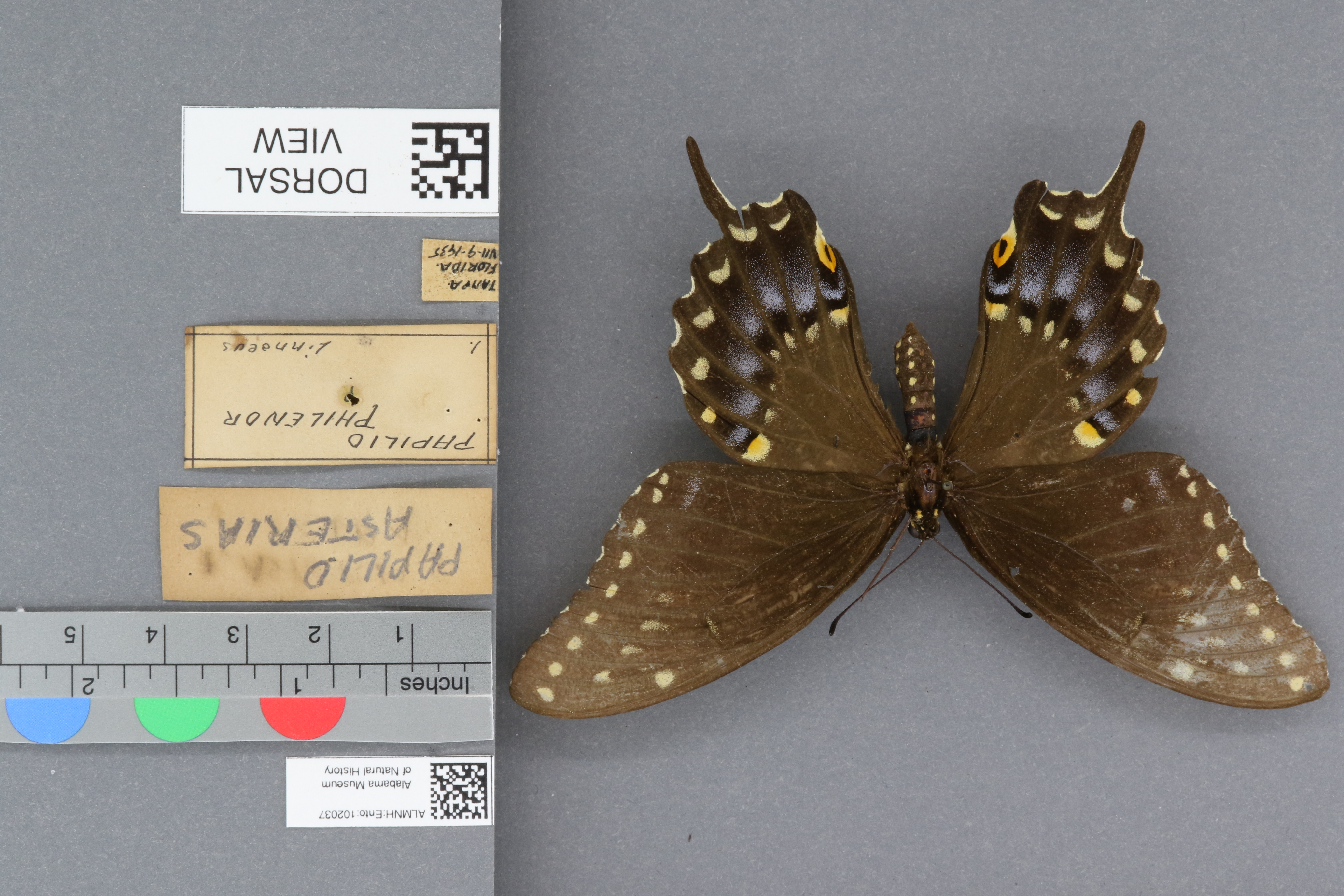 Papilio asterias