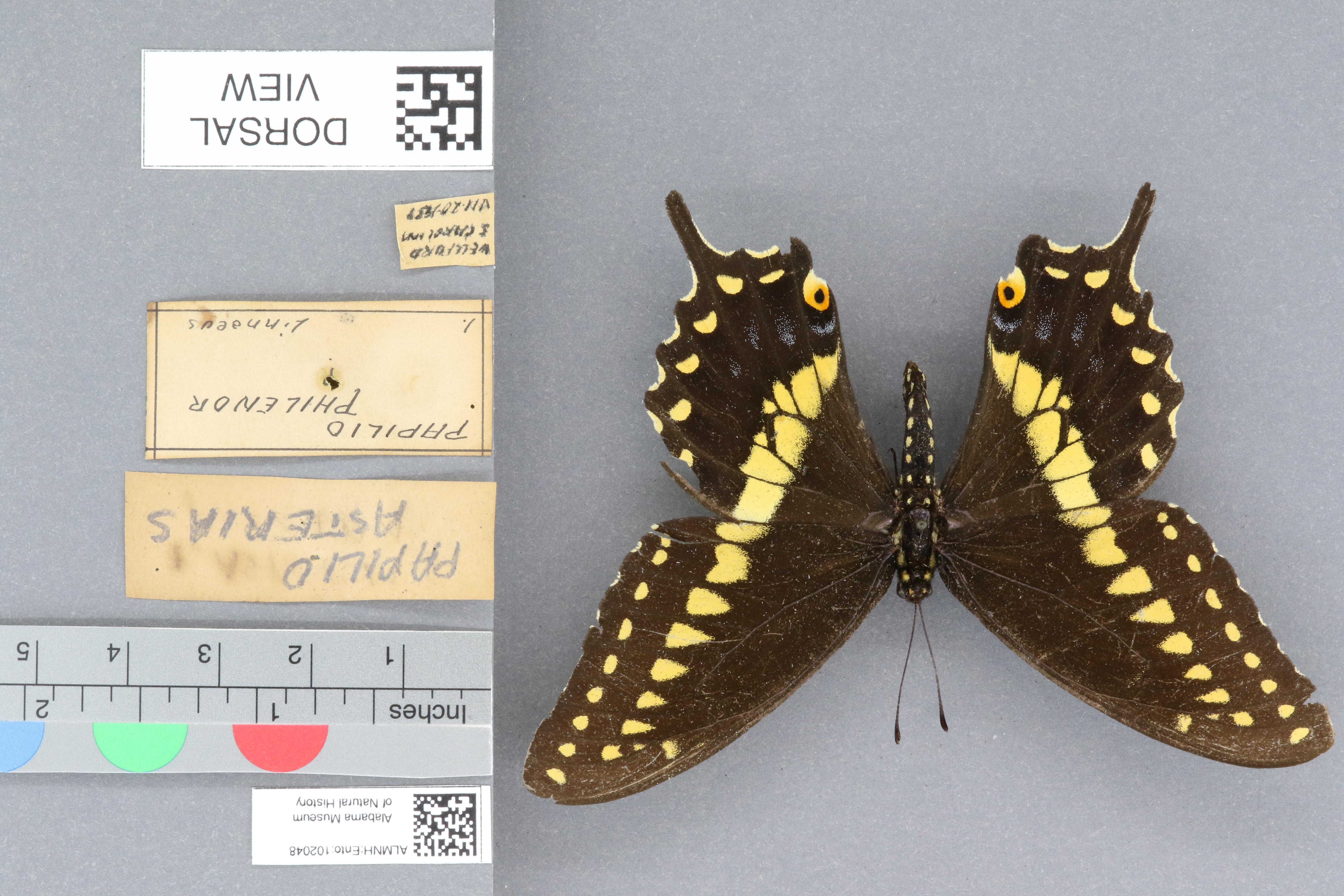Papilio asterias
