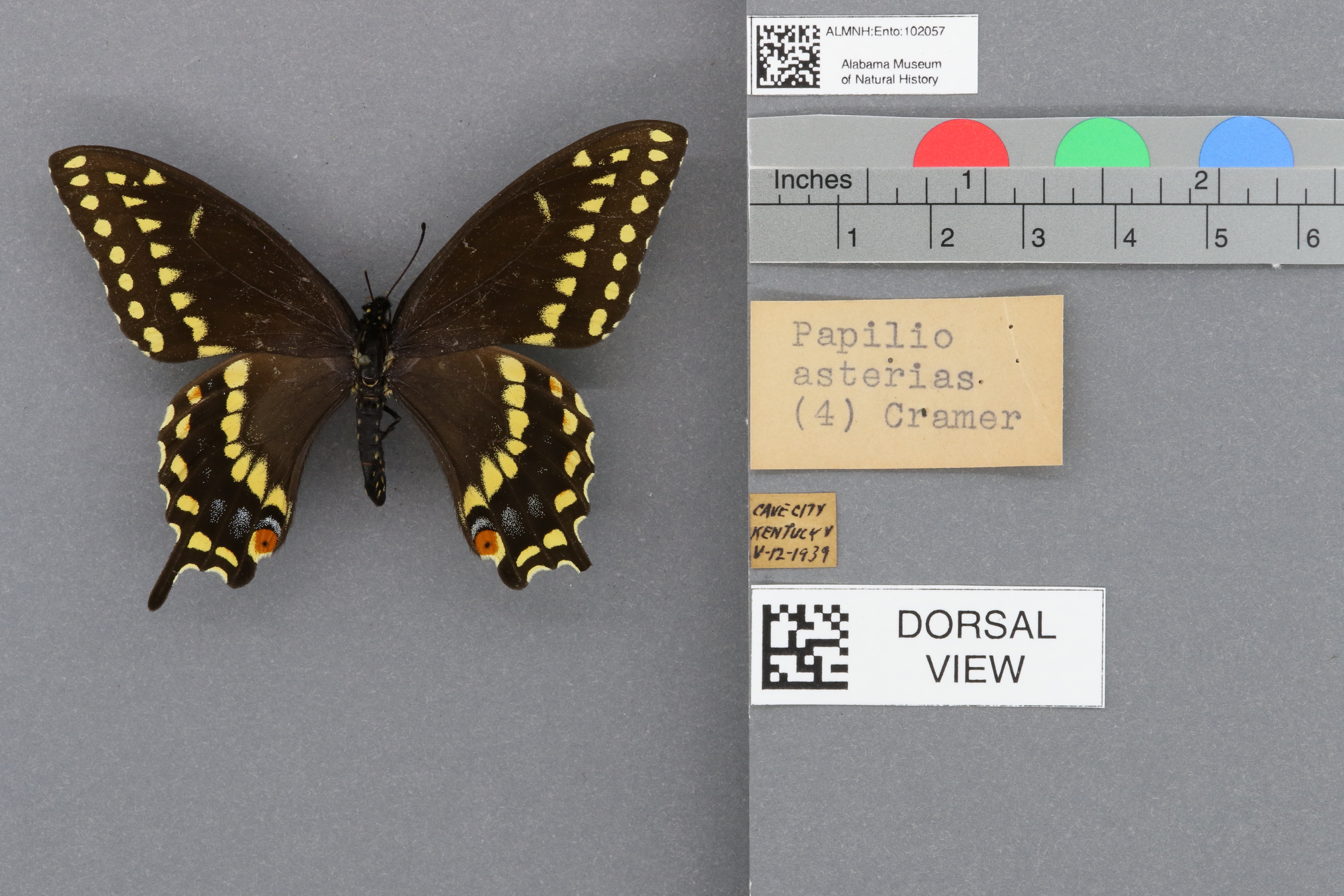 Papilio polyxenes asterias