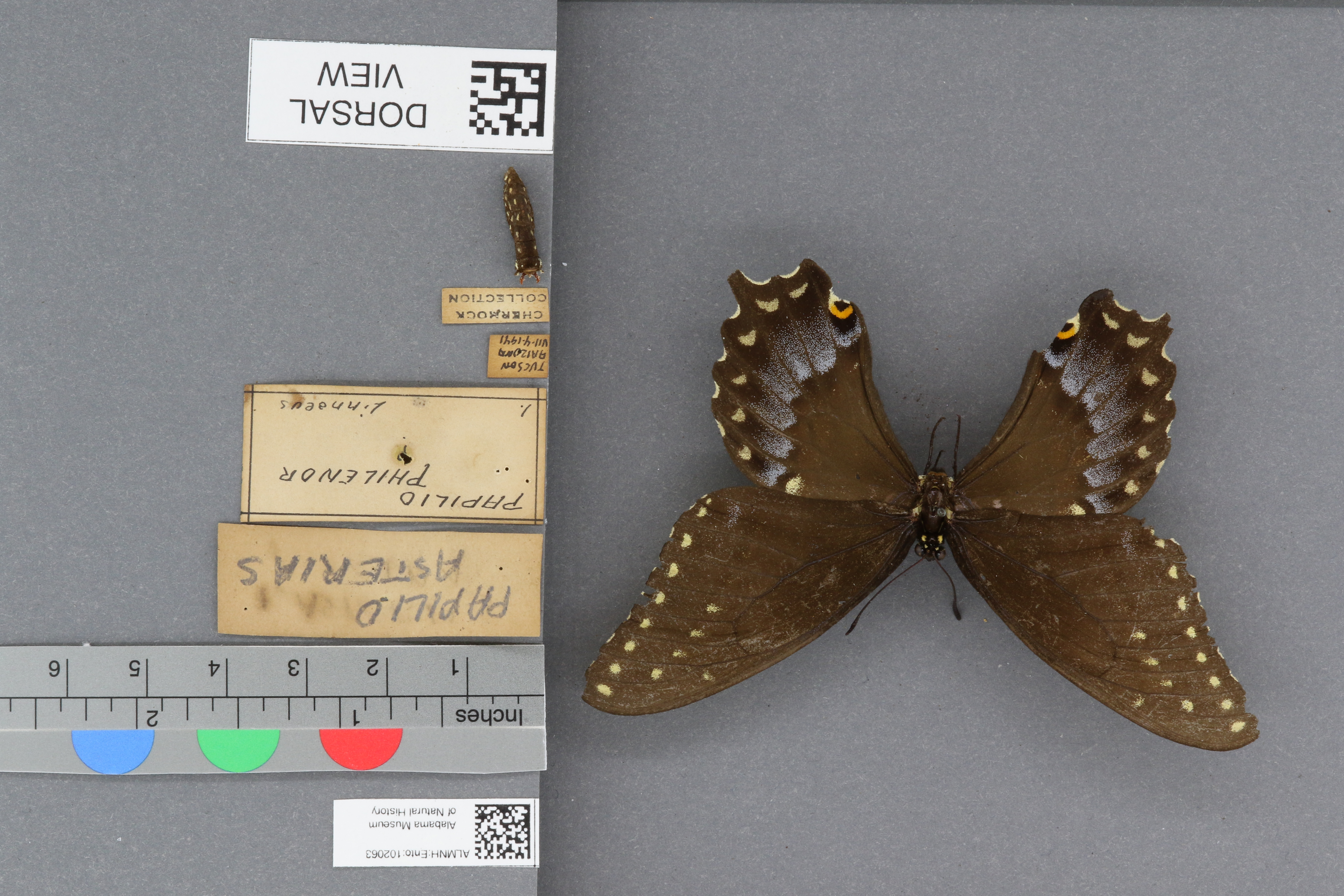 Papilio asterias