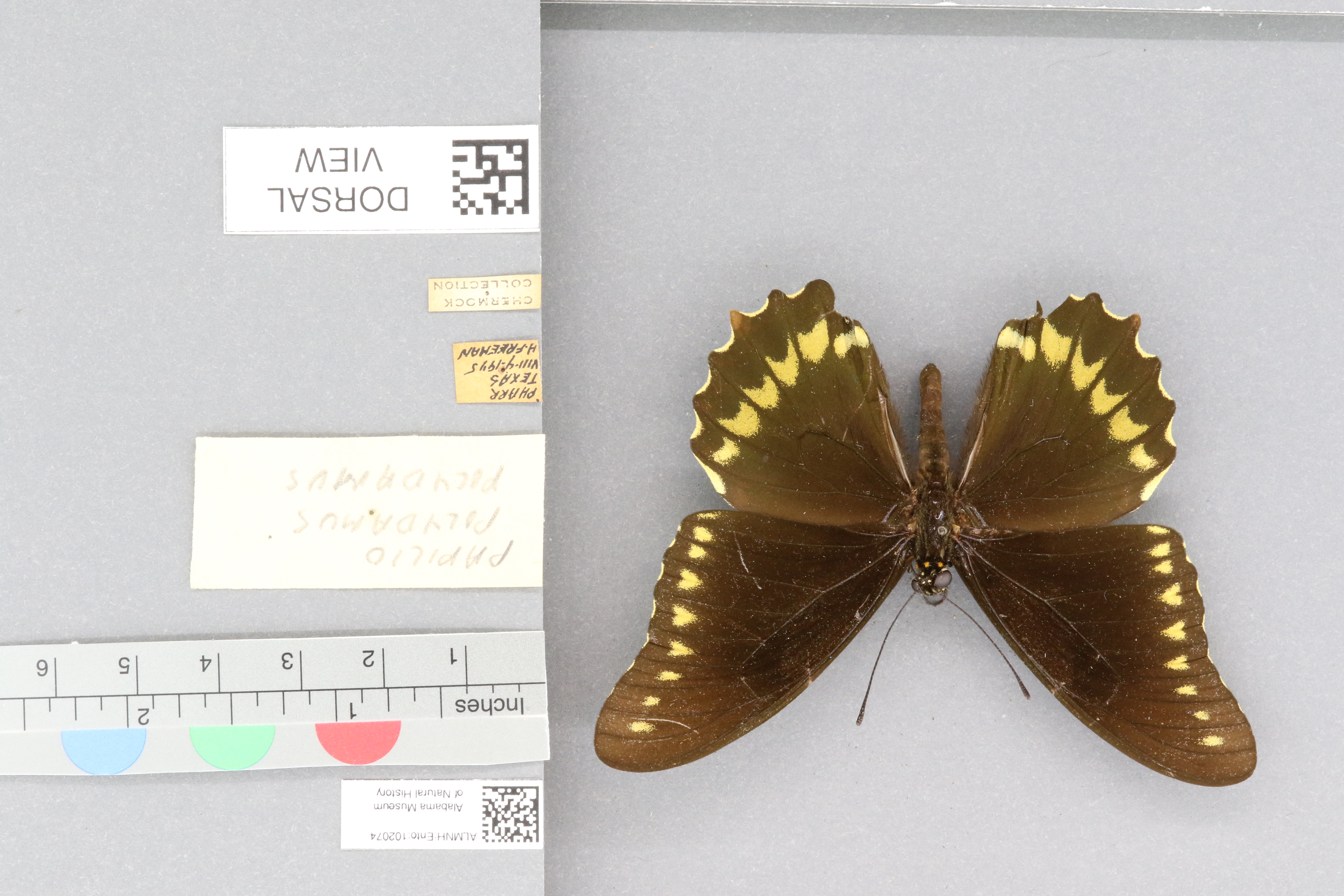 Papilio polydamus polydamus