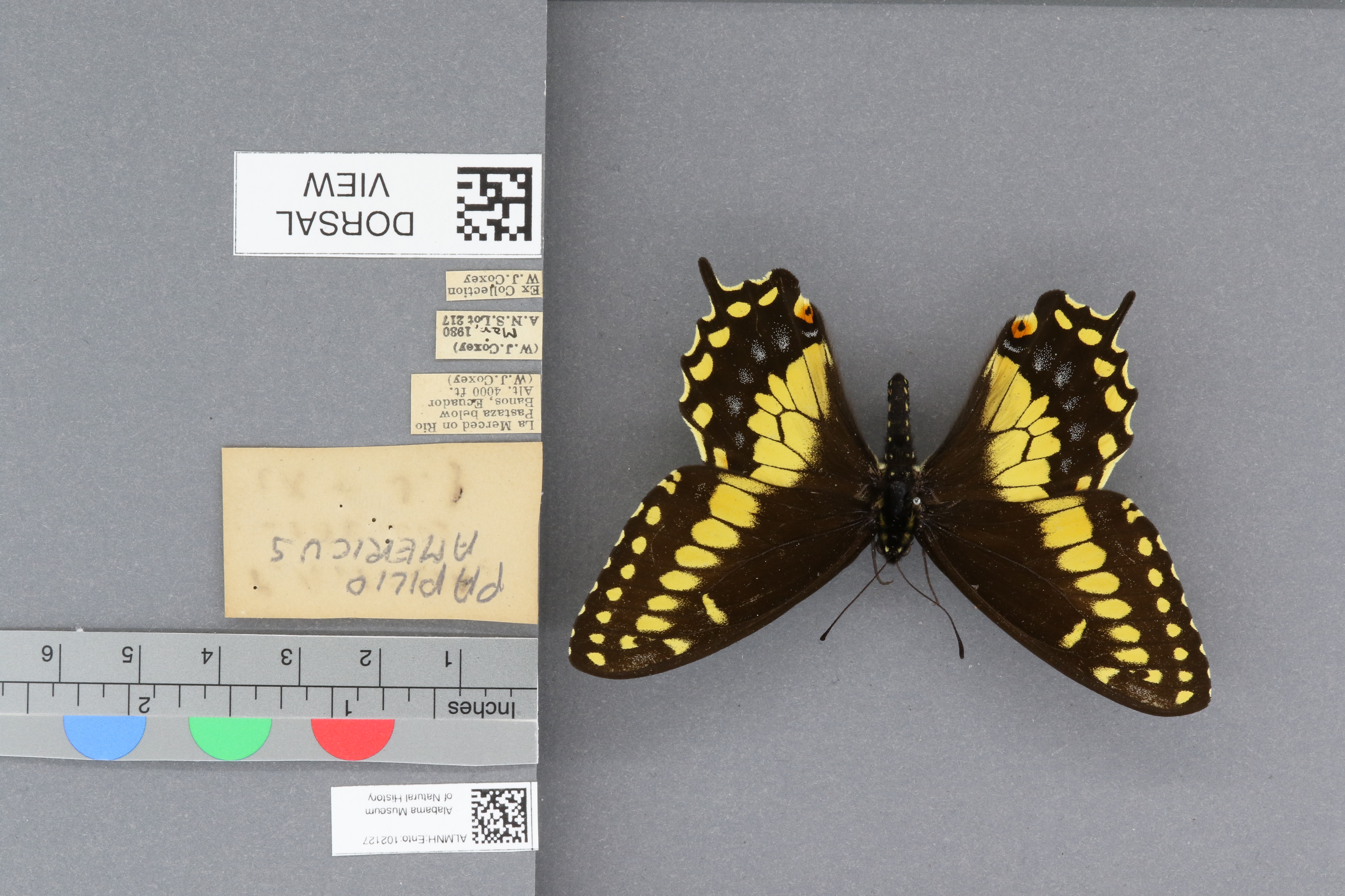 Papilio americus