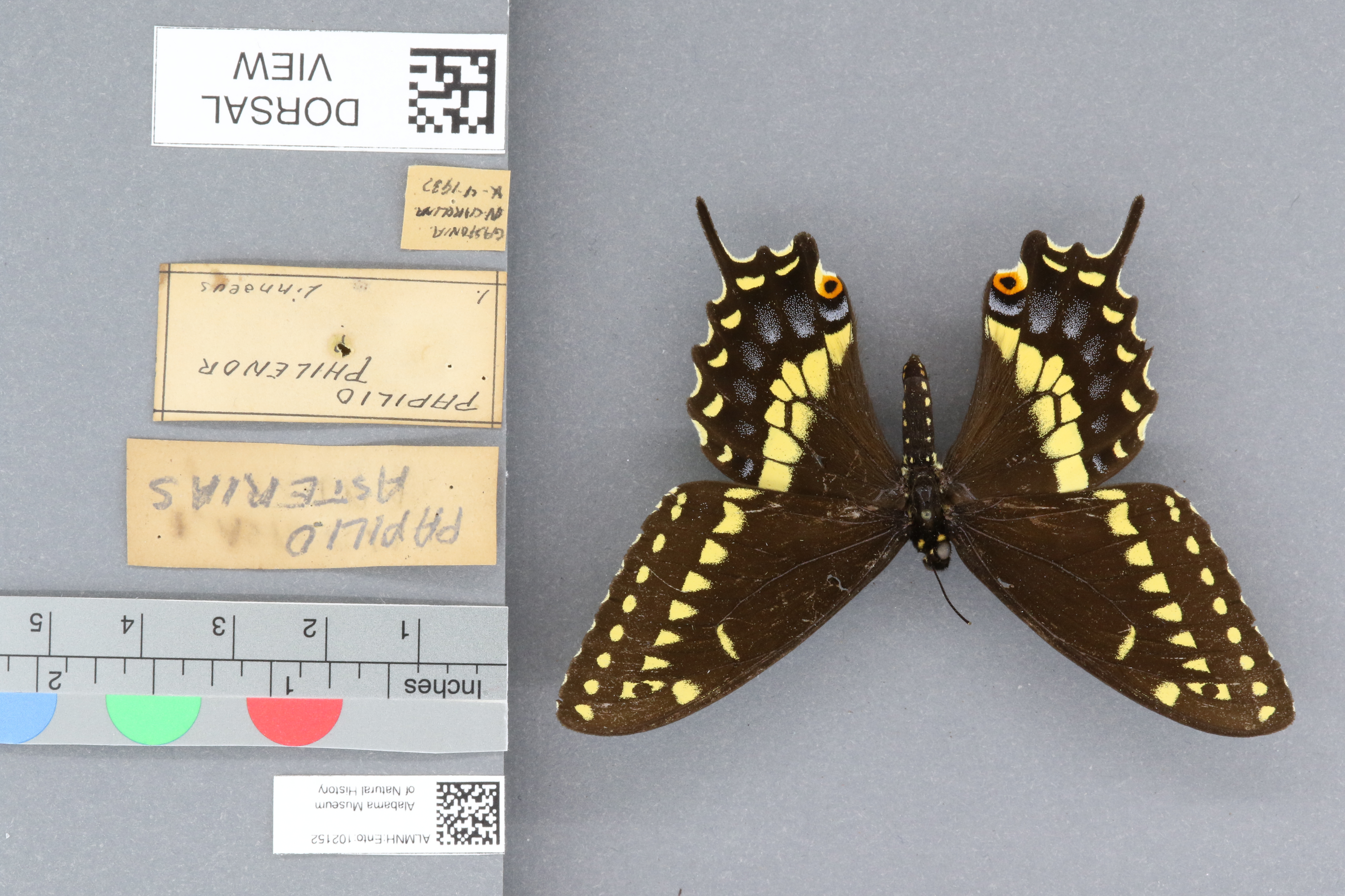 Papilio asterias