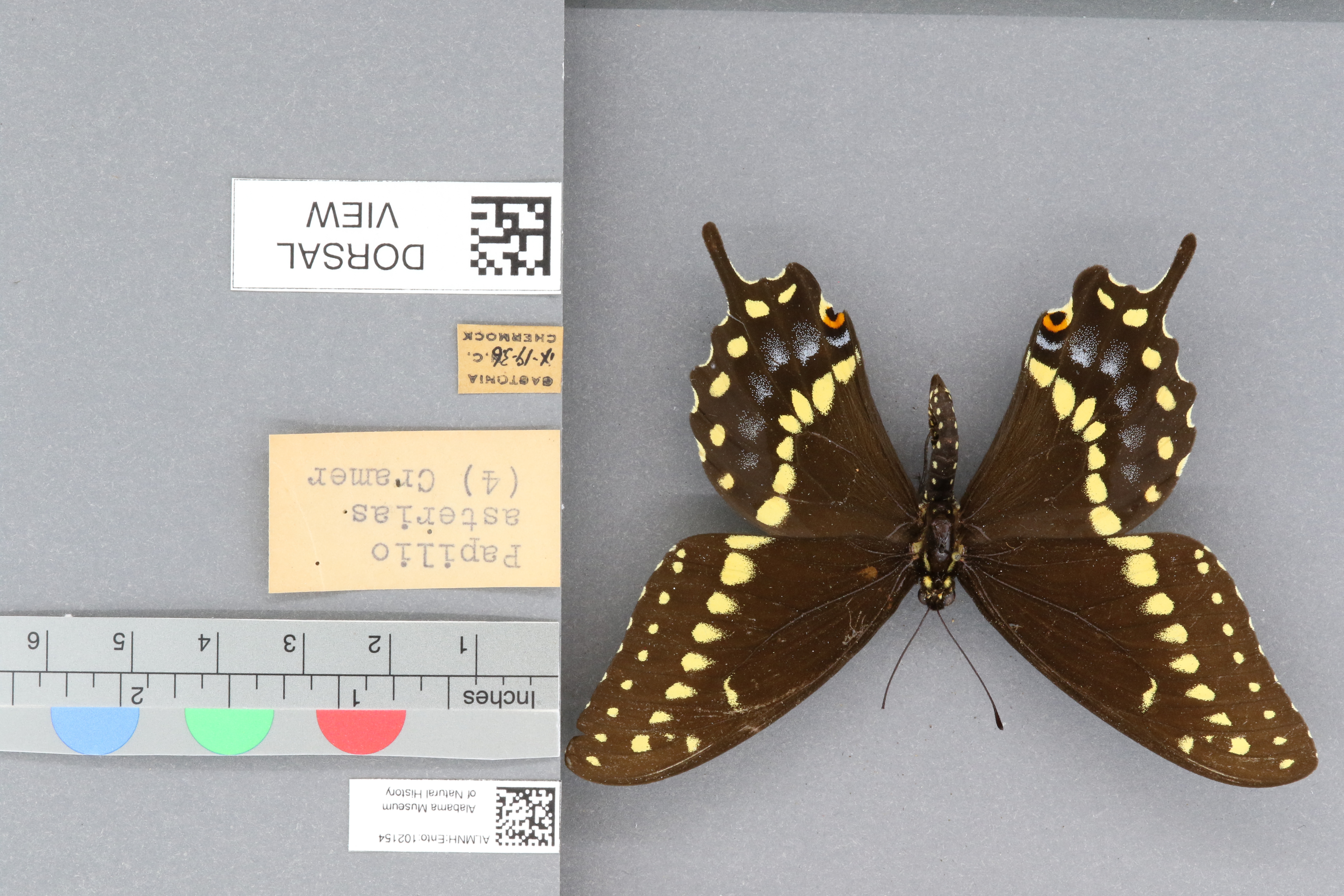Papilio polyxenes asterias