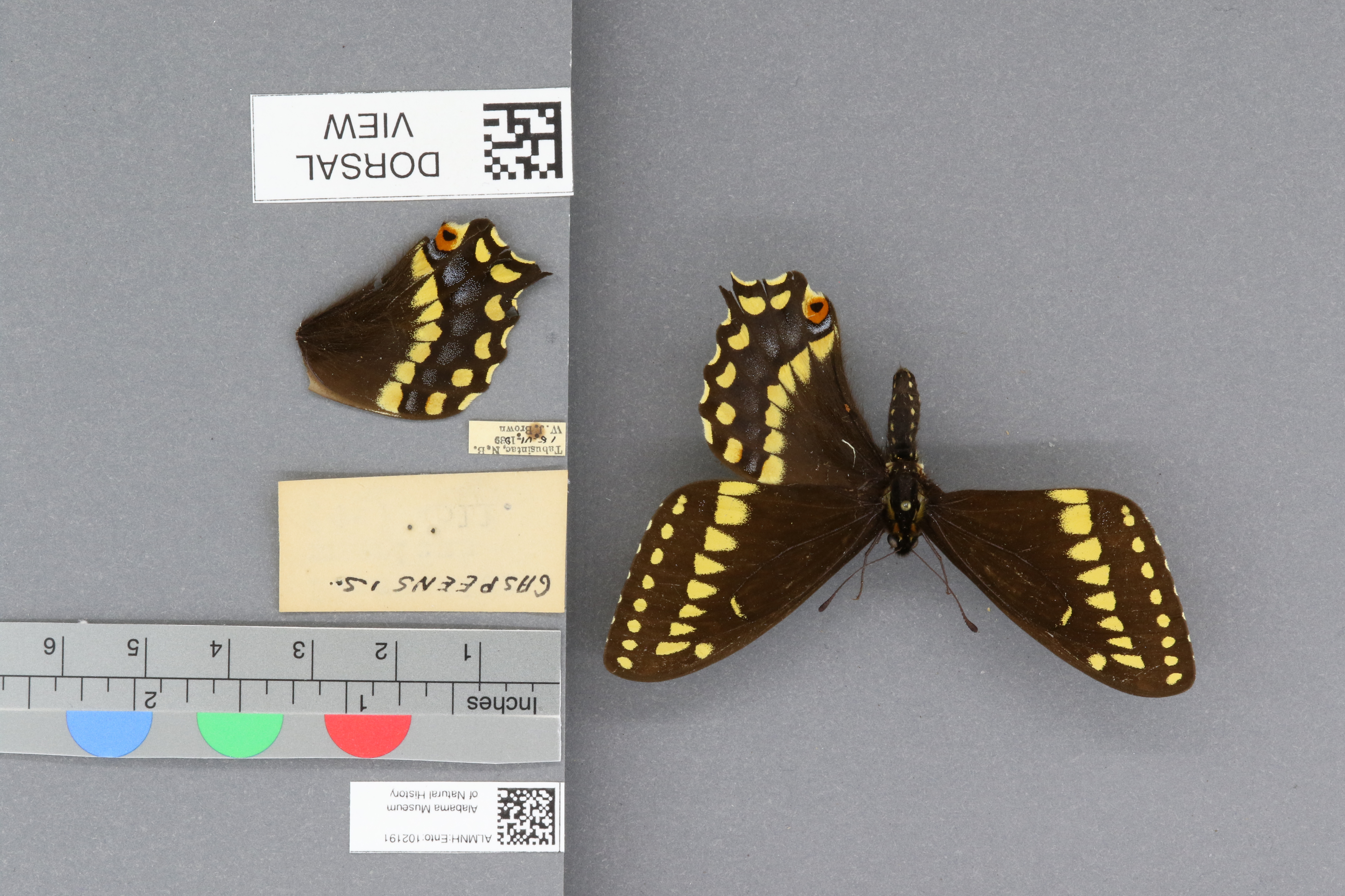 Papilio brevicauda gaspeensis