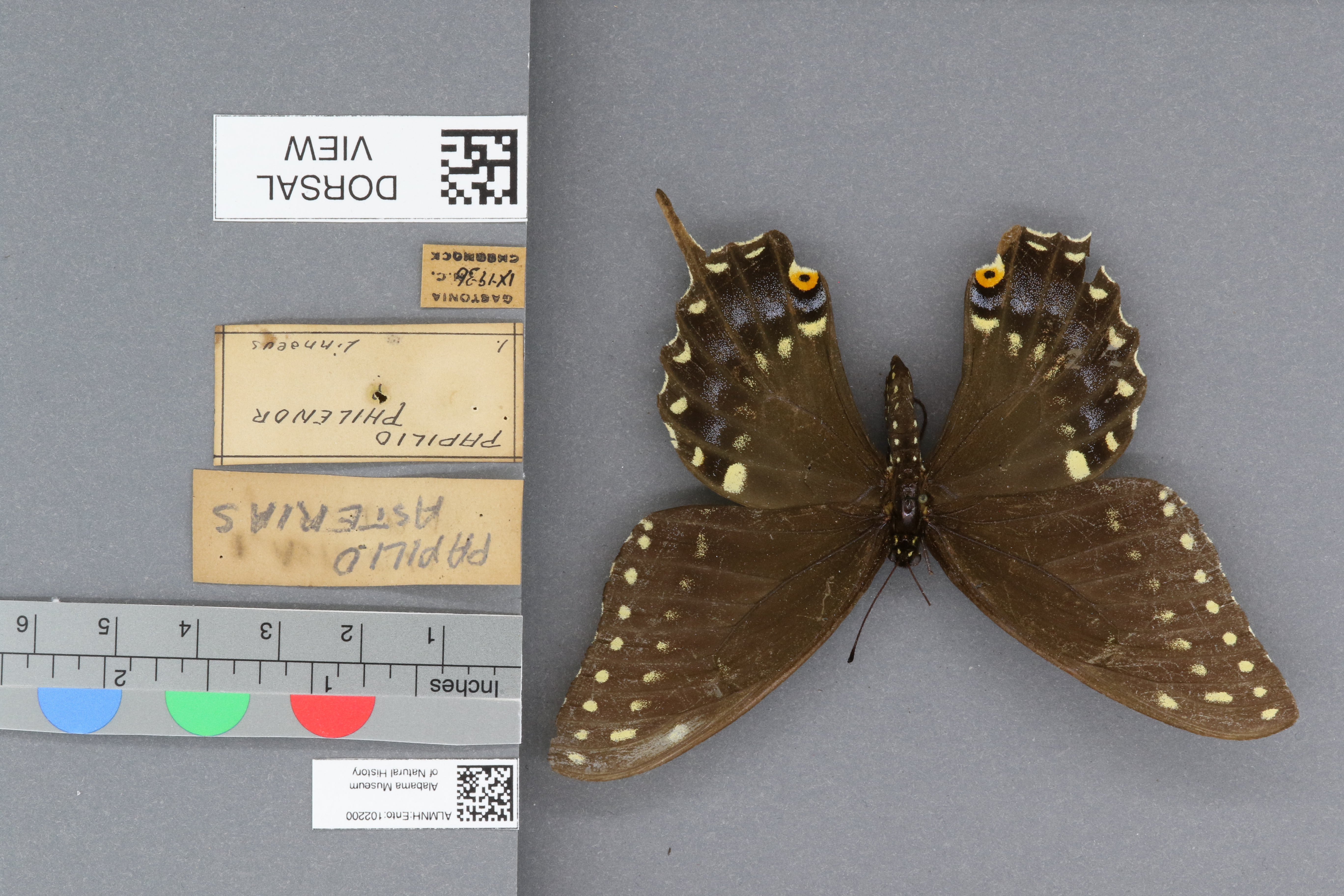 Papilio asterias