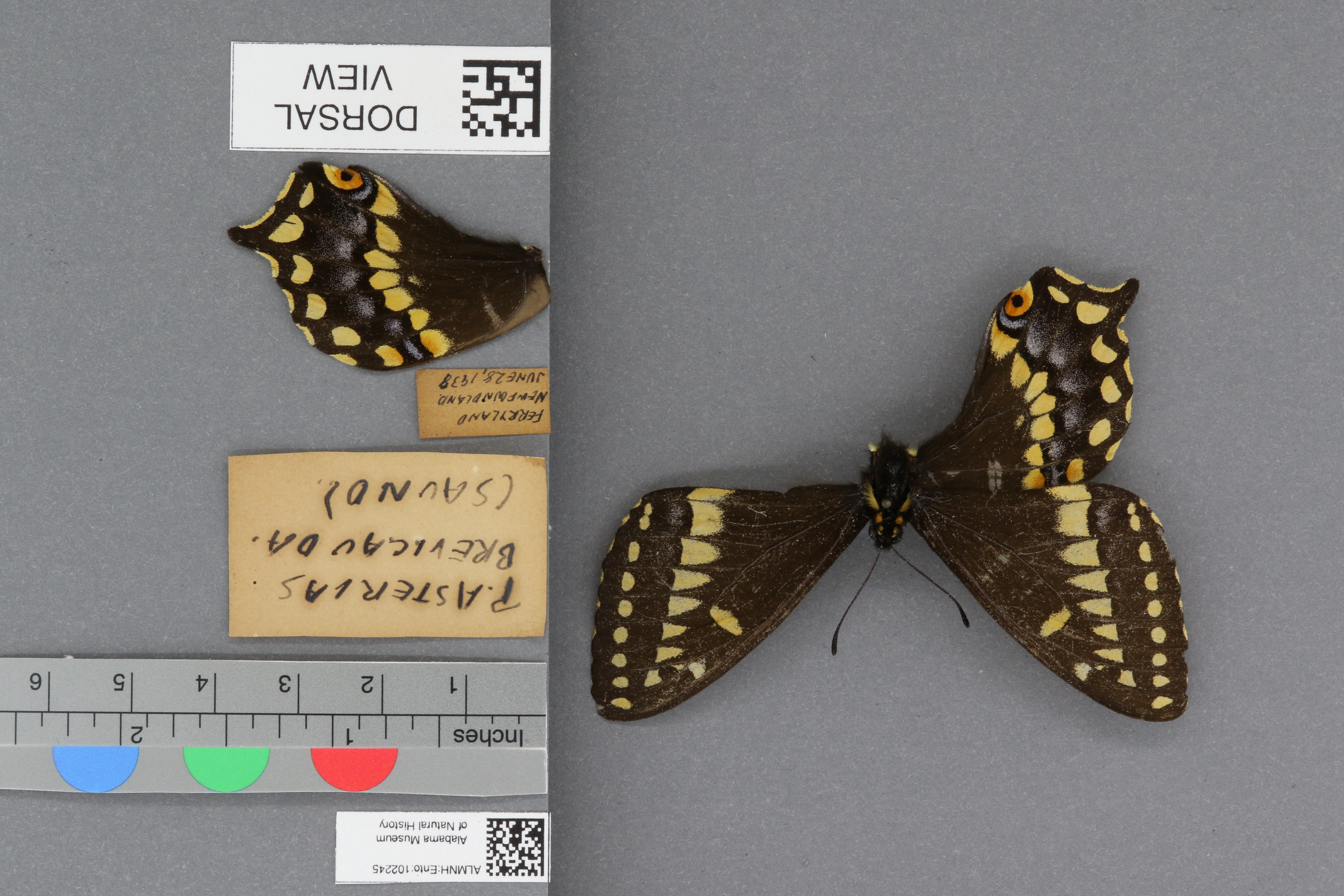 Papilio asterias brevicauda