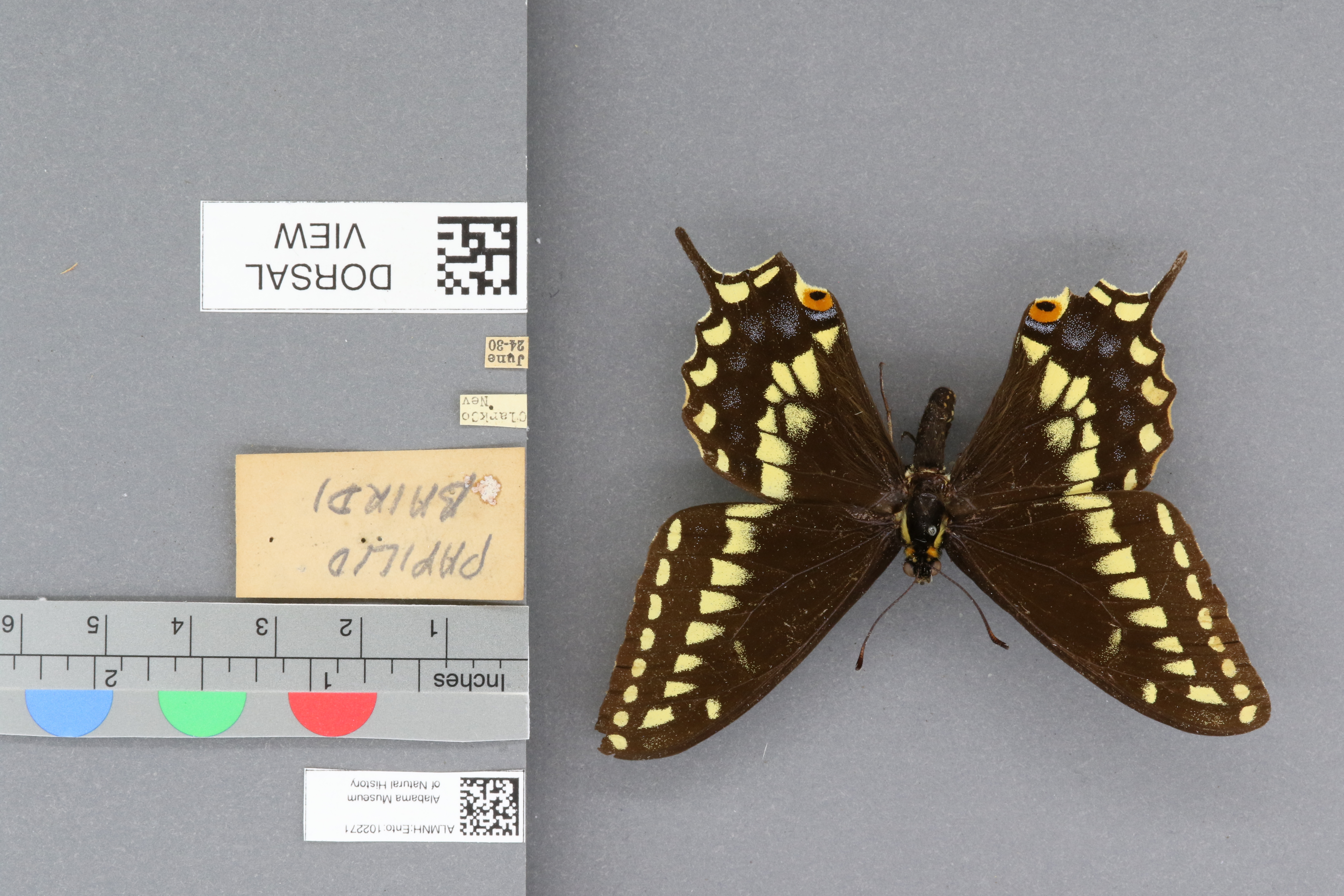 Specimen media