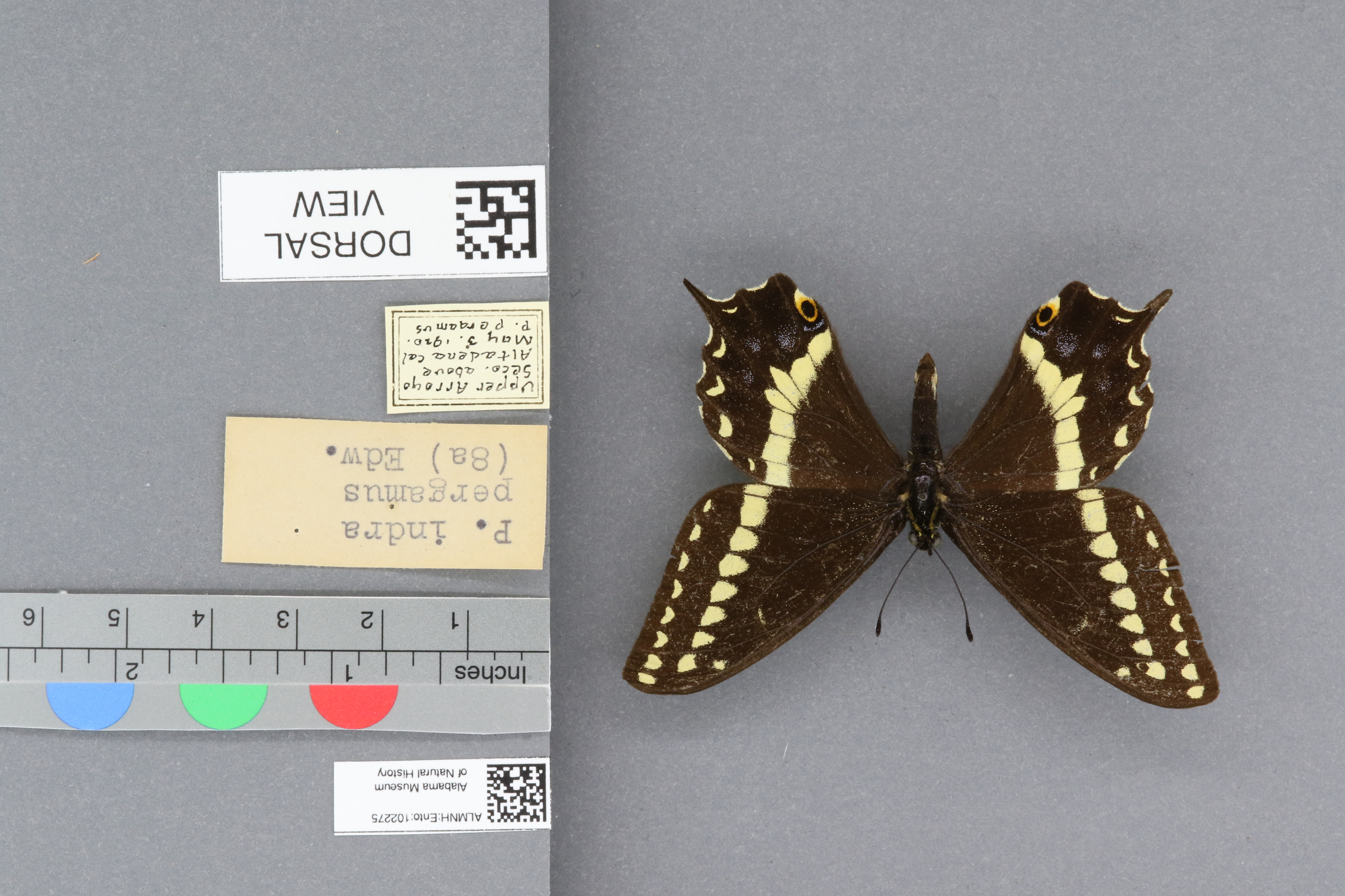 Papilio indra pergamus