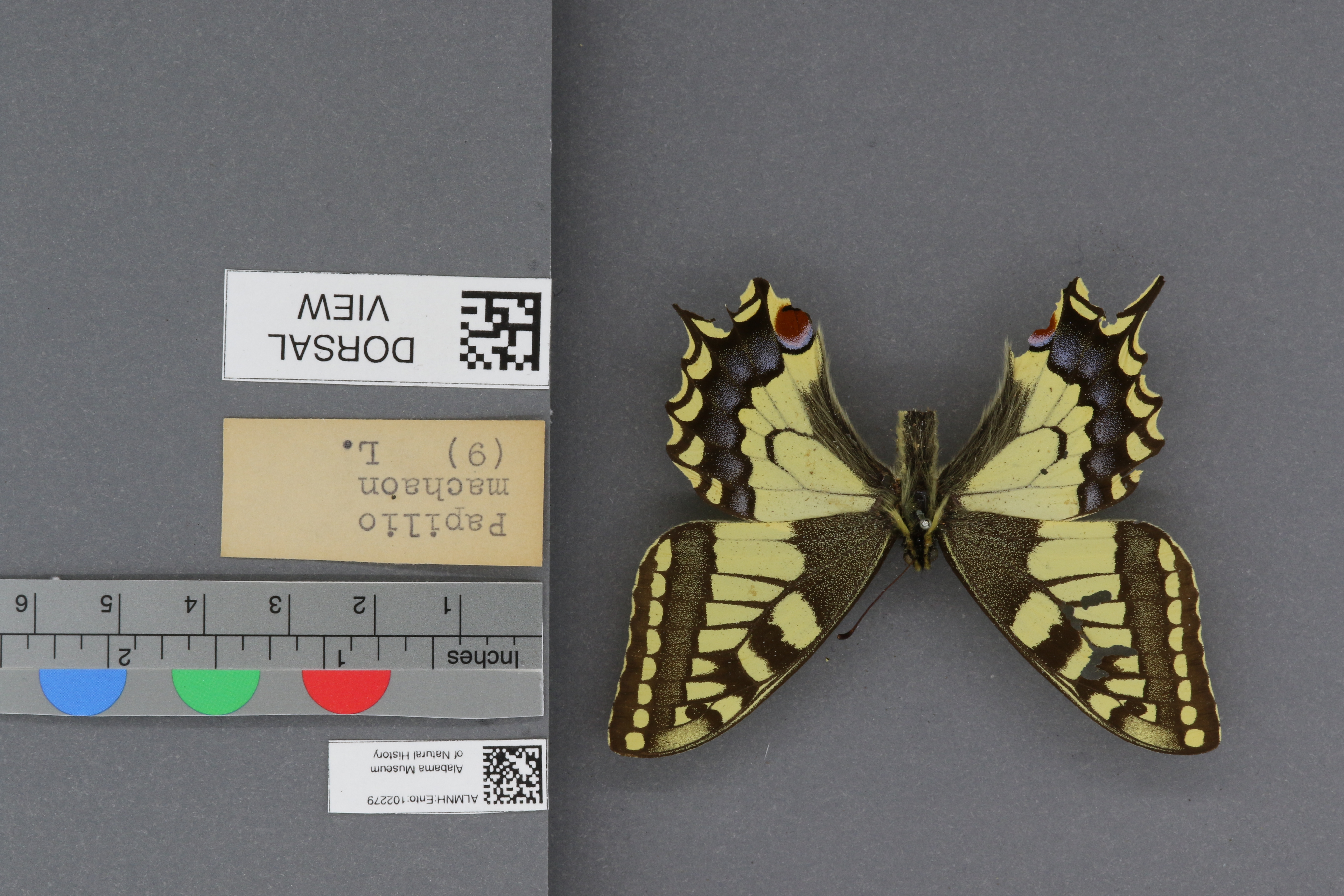 Specimen media