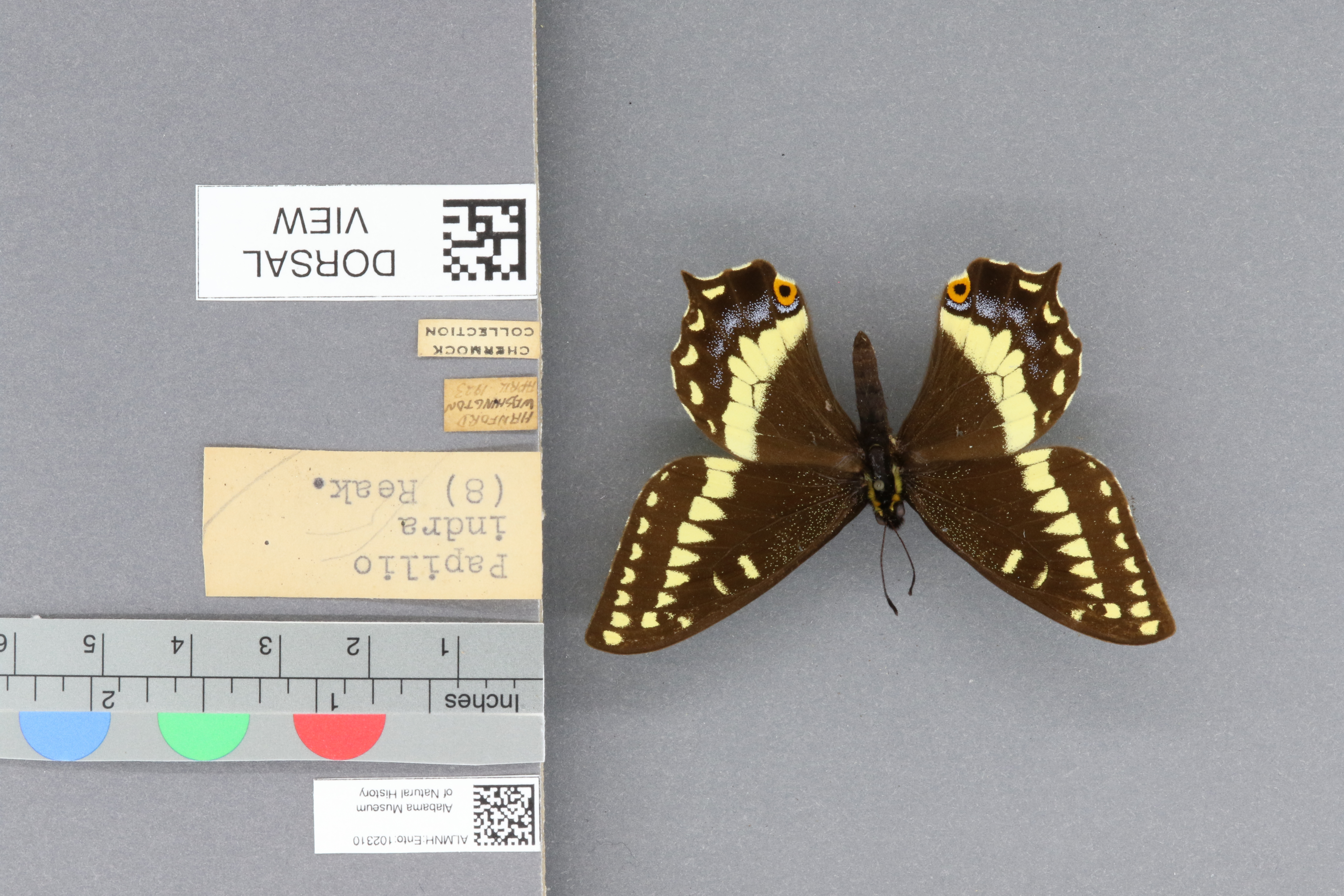Specimen media