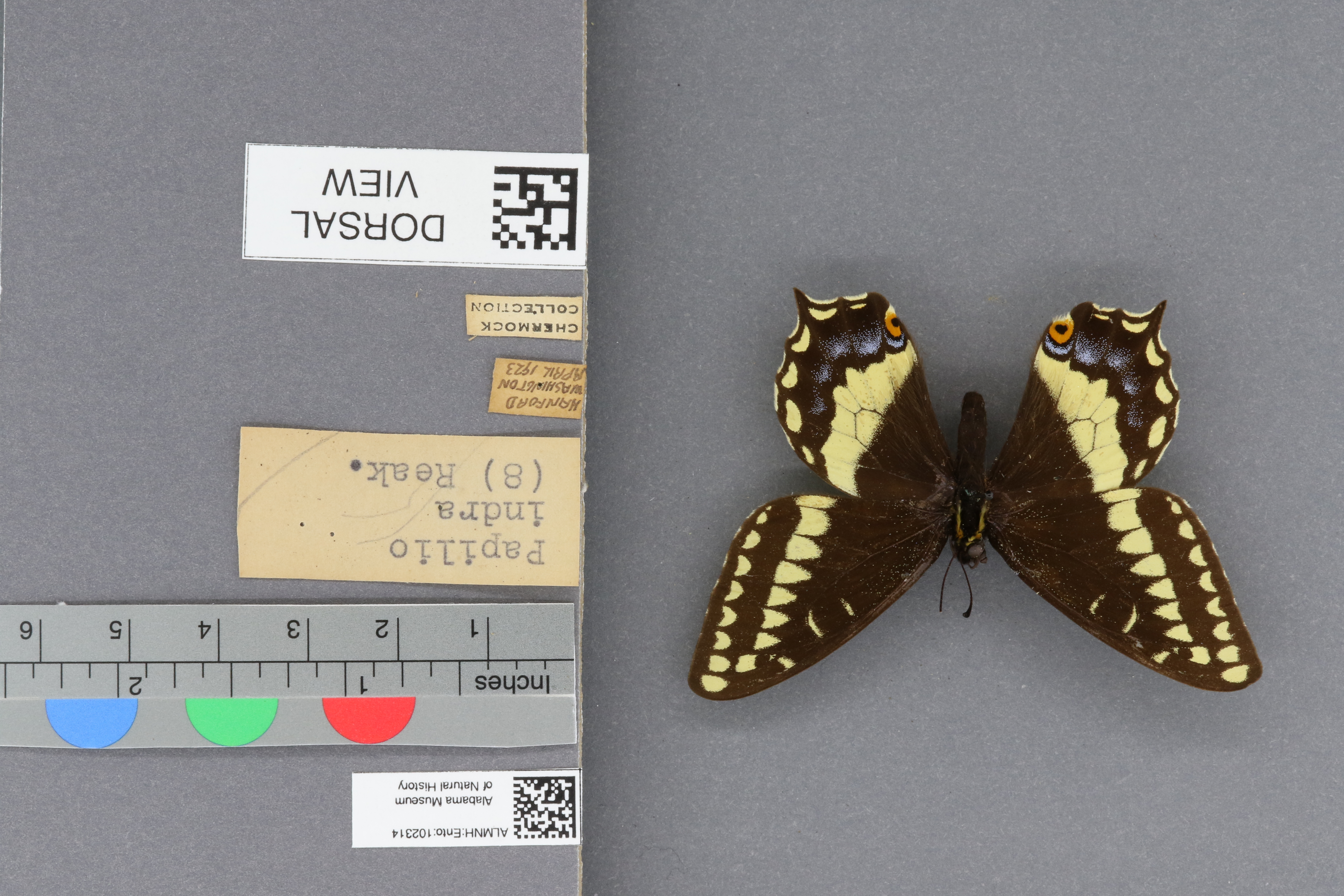 Specimen media
