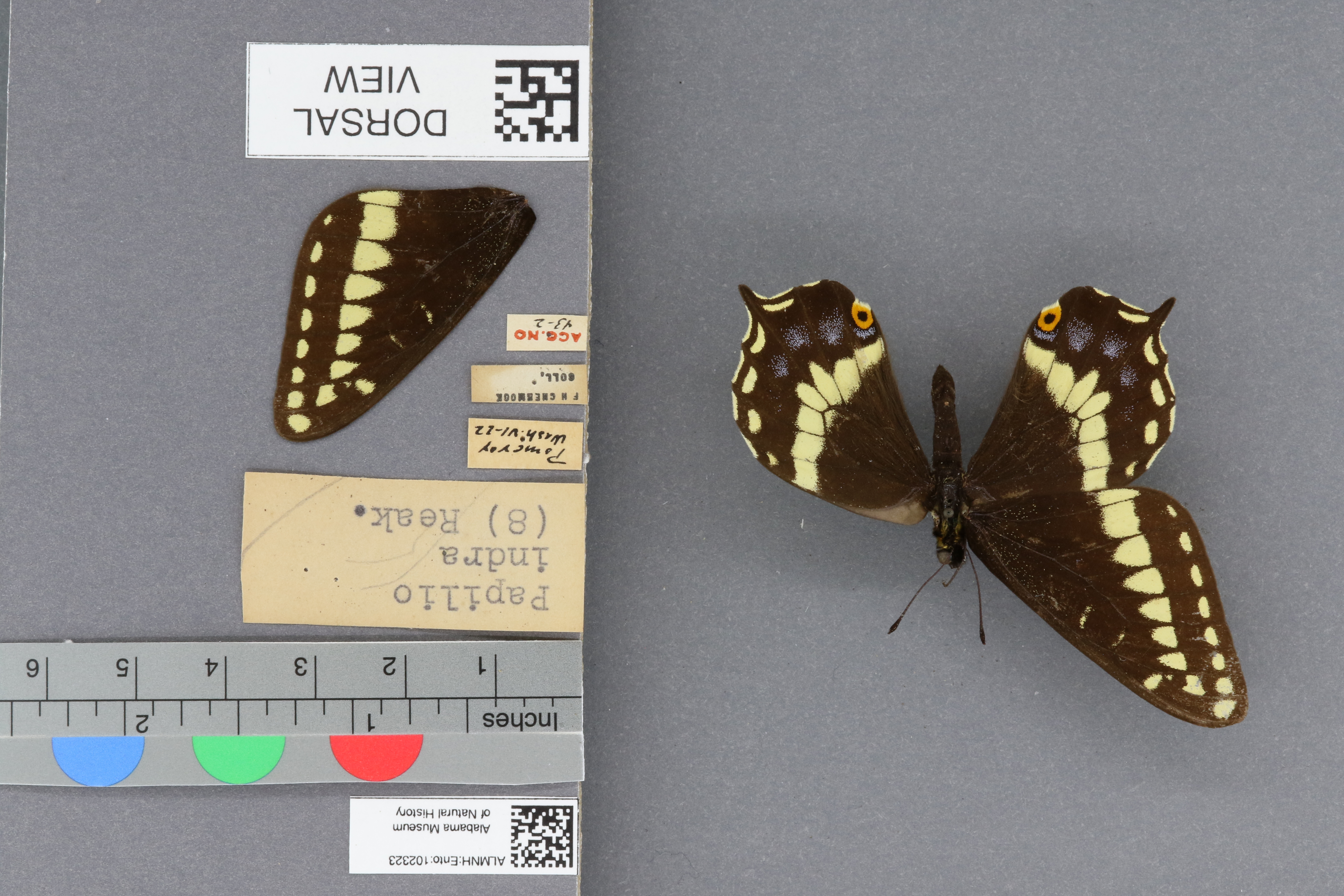 Papilio indra
